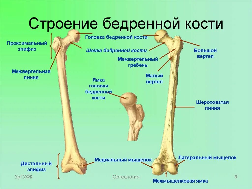 Проксимальный отдел бедренной кости фото Дистальный отдел мышц