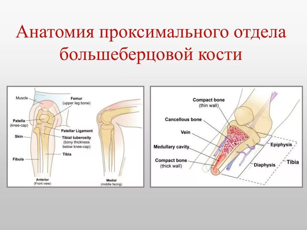 Проксимальный отдел большеберцовой кости фото Проксимальная область: найдено 88 изображений