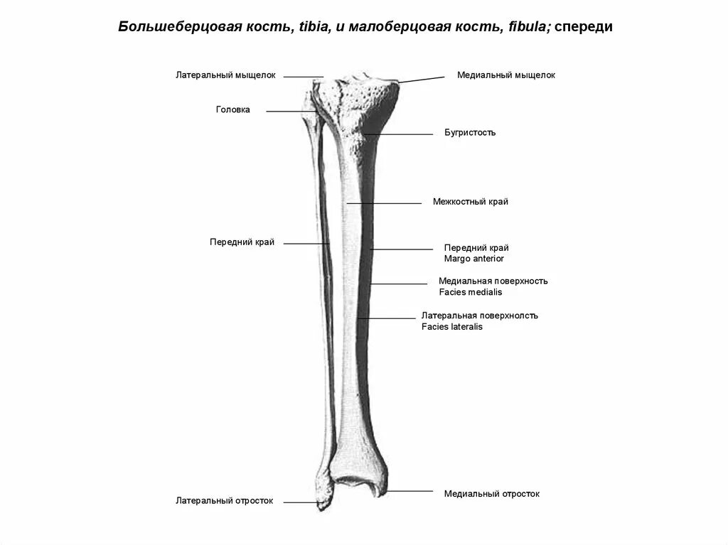 Проксимальный отдел большеберцовой кости фото Картинки БОЛЬШЕБЕРЦОВАЯ КОСТЬ МАЛОБЕРЦОВАЯ КОСТЬ ТАРАННАЯ КОСТЬ