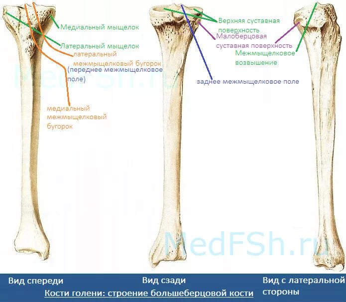 Проксимальный отдел большеберцовой кости фото Кости голени: большеберцовая и малоберцовая кости - m2s