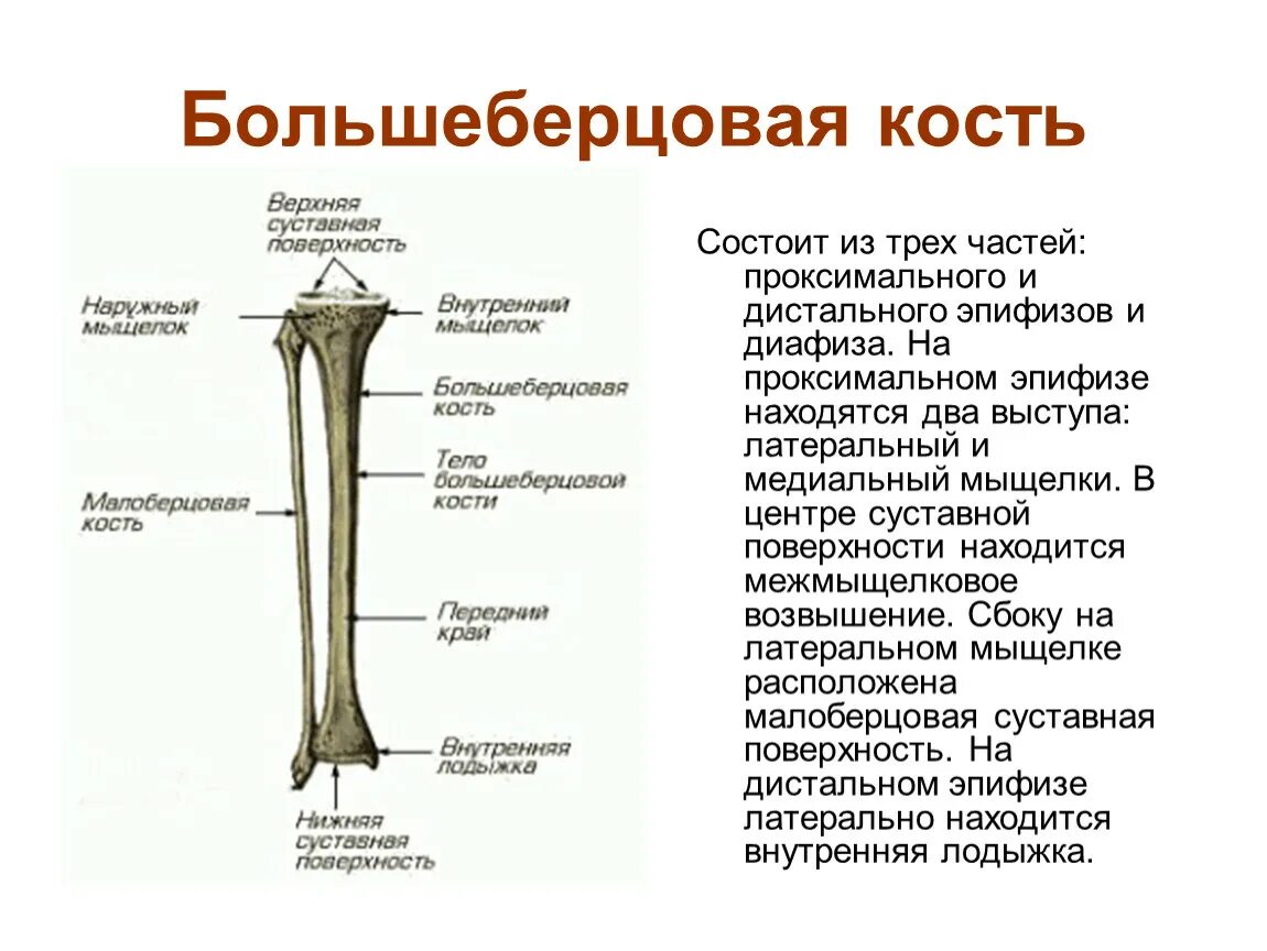 Проксимальный отдел большеберцовой кости фото Нервная система