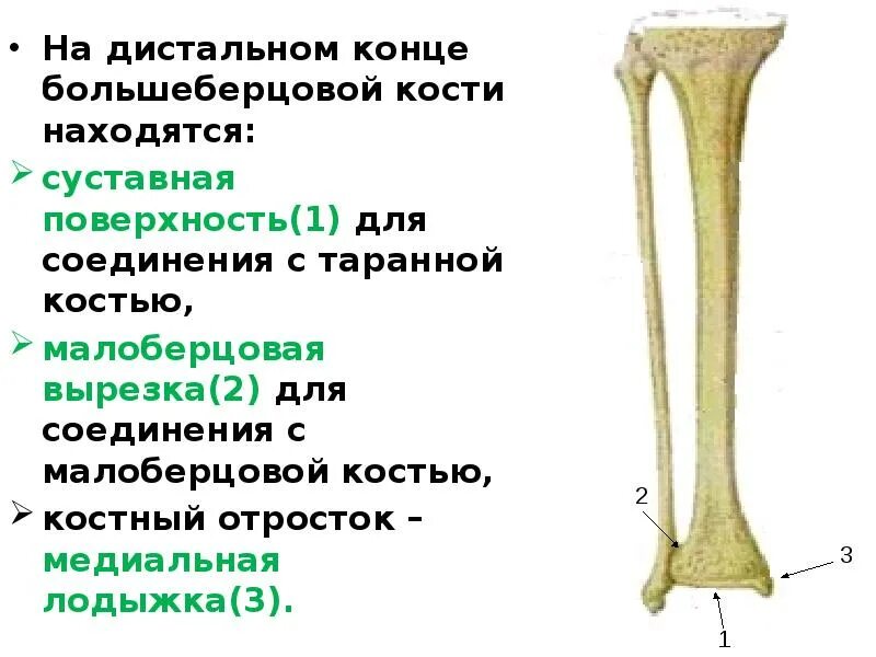 Проксимальный отдел большеберцовой кости фото Дистальные и проксимальные конечности: найдено 78 изображений