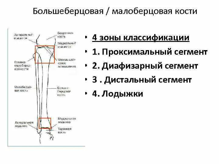 Проксимальный отдел большеберцовой кости фото Проксимальный отдел находится - найдено 90 картинок