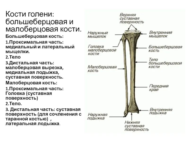 Проксимальный отдел большеберцовой кости фото Картинки БЕРЦОВАЯ КОСТЬ ПОДВИЖНАЯ ИЛИ НЕТ