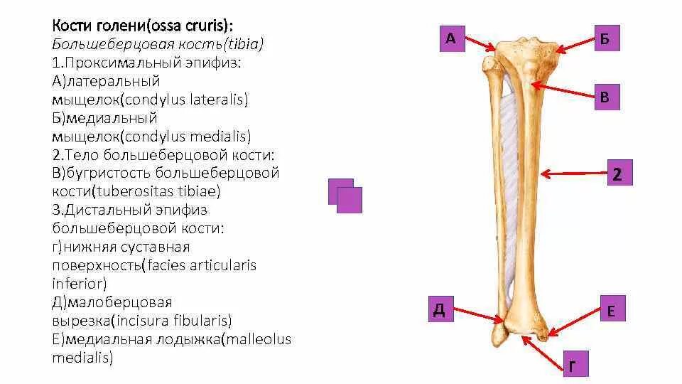 Проксимальный отдел большеберцовой кости фото Картинки БОЛЬШЕБЕРЦОВАЯ КОСТЬ ОТЗЫВЫ