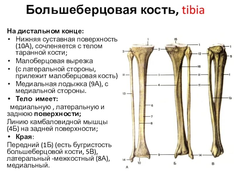 Проксимальный отдел большеберцовой кости фото Картинки БОЛЬШЕБЕРЦОВАЯ КОСТЬ МАЛОБЕРЦОВАЯ КОСТЬ ТАРАННАЯ КОСТЬ