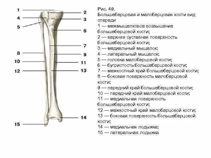 Проксимальный отдел большеберцовой кости фото Картинки БОЛЬШЕБЕРЦОВАЯ КОСТЬ МАЛОБЕРЦОВАЯ КОСТЬ ТАРАННАЯ КОСТЬ