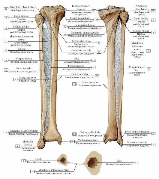 Проксимальный отдел большеберцовой кости фото СИСТЕМА СОЕДИНЕНИЯ КОСТЕЙ Биология, Медицина, Анатомия и физиология