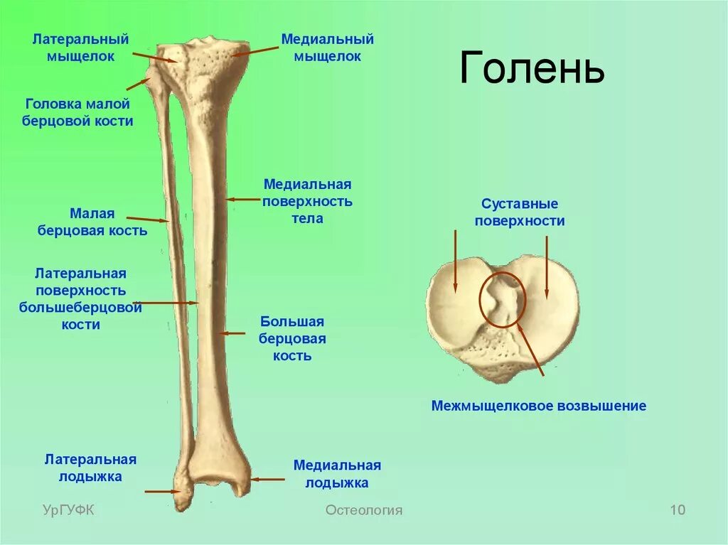 Проксимальный отдел большеберцовой кости где находится фото Сколько костей в большеберцовой кости