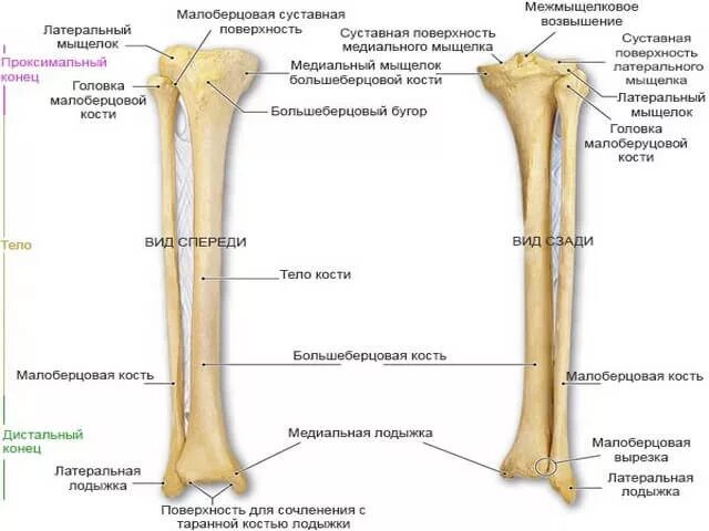 Проксимальный отдел большеберцовой кости где находится фото Берцовые кости: строение и патологии