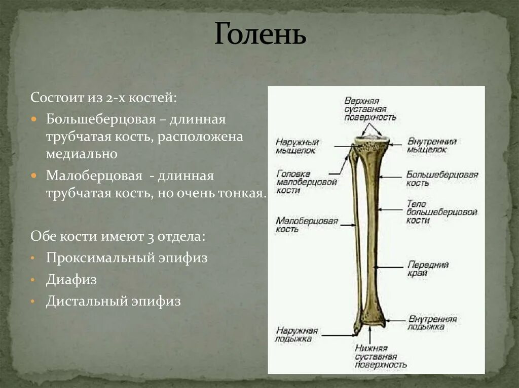 Проксимальный отдел большеберцовой кости где находится фото Берцовая Кость Где Фото - Mixyfotos.ru