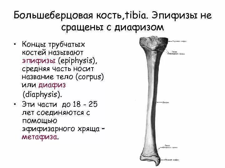 Проксимальный отдел большеберцовой кости где находится фото Картинки БОЛЬШЕБЕРЦОВАЯ КОСТЬ ОТЗЫВЫ