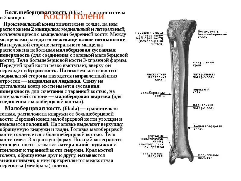 Проксимальный отдел большеберцовой кости где находится фото Министерство здравоохранения Свердловской области Нижнетагильский филиал