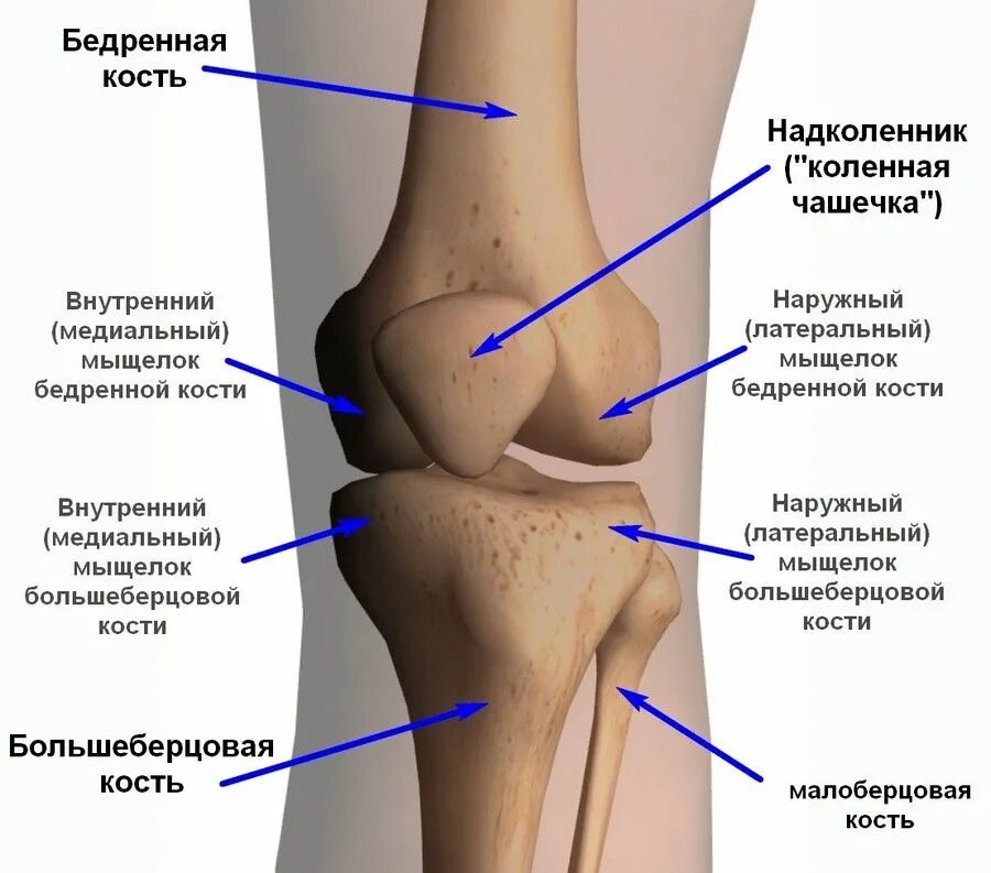 Проксимальный отдел большеберцовой кости где находится фото Повреждения и разрывы передней крестообразной связки