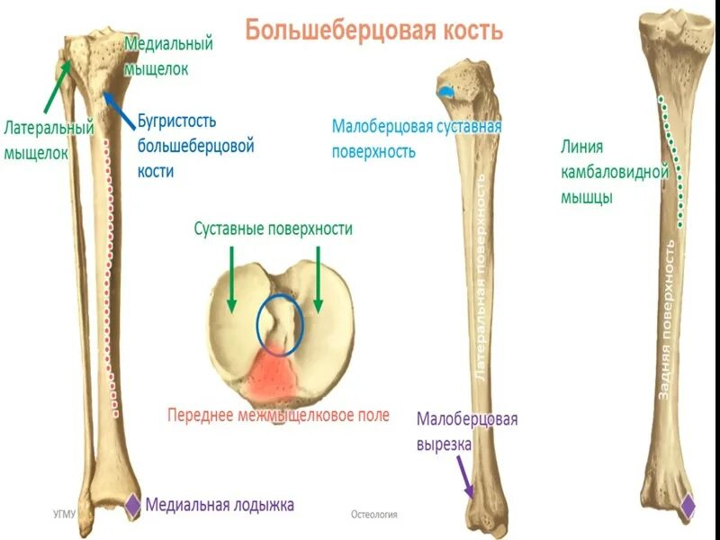 Проксимальный отдел большеберцовой кости где находится фото Где находится берцовая кость у человека фото: найдено 83 изображений