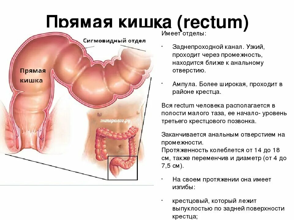 Проктит фото снаружи Пищеварение поэтапно ЗОЖ-ЕЖ Дзен