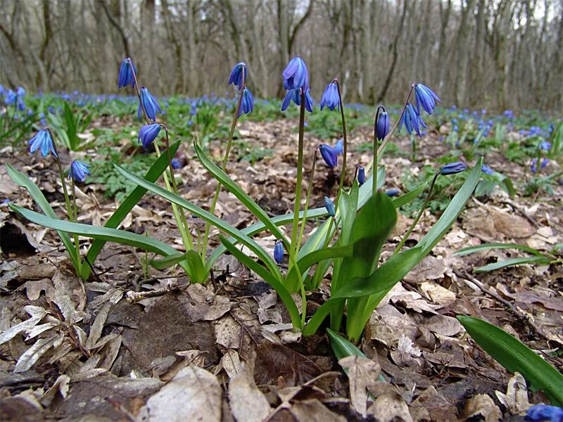 Пролеска сибирская фото Scilla siberica - Image of an specimen - Plantarium