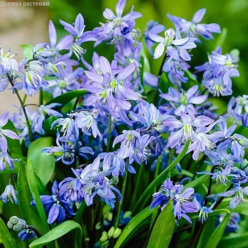 Пролеска сибирская фото Мускари Дарк Айс (5 луковиц). Holland Bulbs (Голландия) - купить в интернет-мага