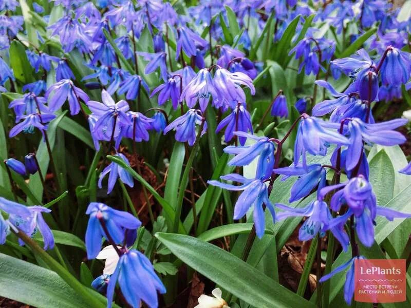 Пролеска сибирская фото Пролеска сибирская (Scilla siberica) - описание, выращивание, фото на LePlants.r