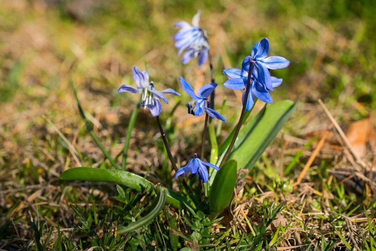 Пролеска сибирская фото Пролеска Сибирская (Scilla Siberica): фотоподборка Торты, конфеты, пироги iberia