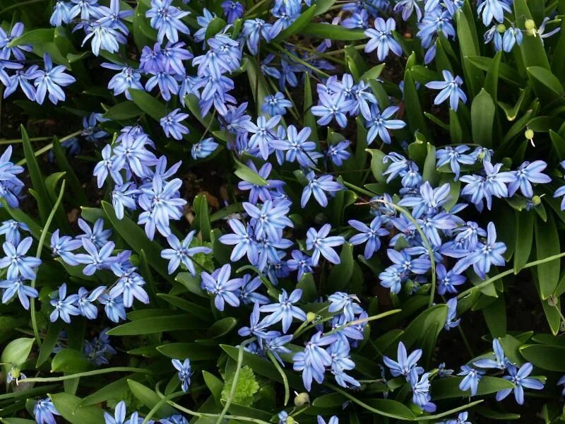 Пролеска сибирская фото 3 класс Pin on Early Spring Blooming Flowers in SW Idaho