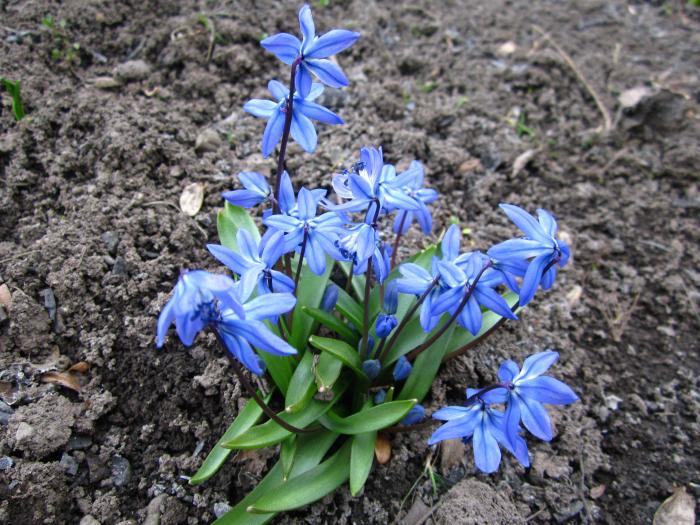 Пролеска сибирская фото 3 класс Scilla siberica (Пролеска сибирская) floristikus.ru