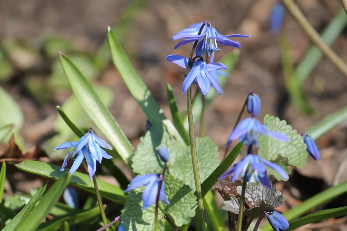 Пролеска сибирская фото 3 класс Пролеска сибирская (Scilla siberica) BOTSAD.BY