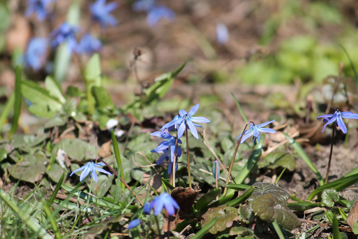Пролеска сибирская фото 3 класс окружающий мир Пролеска сибирская (Scilla siberica) BOTSAD.BY