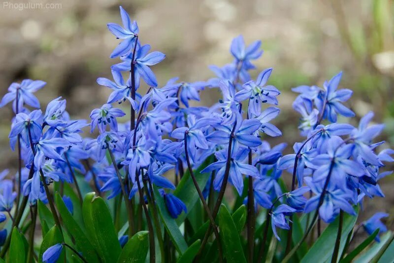 Пролеска сибирская фото и описание Pin by august sneeze on Lockscreen Early spring flowers, Garden bulbs, Spring fl