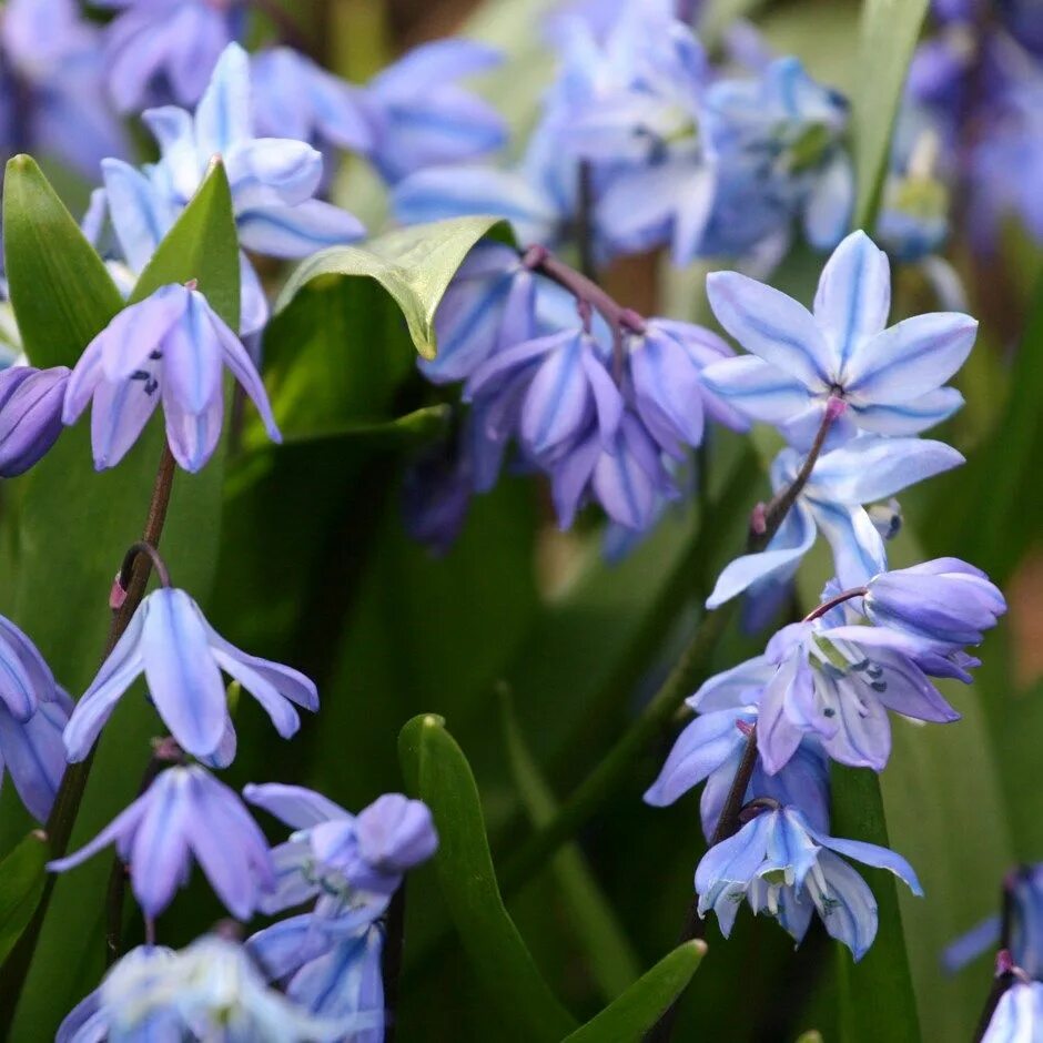 Пролеска сибирская фото и описание Scilla siberica - Siberian squill bulbs