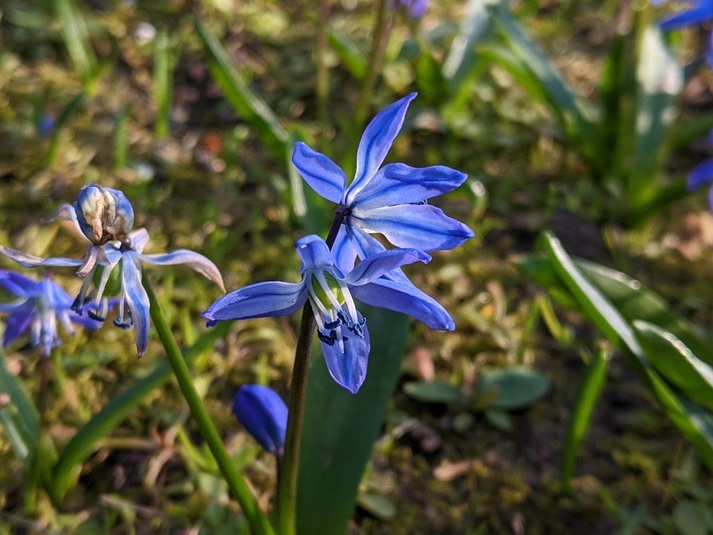 Пролеска сибирская фото растения Scilla siberica фото - Arhids.ru