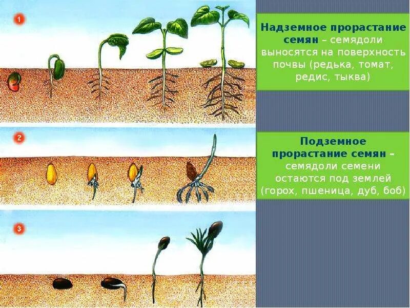 Прорастание семян фото Методы всхожести семян