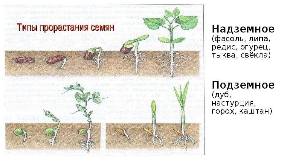 Прорастание семян фото Презентация по теме "Семя растения" (биология, 6 класс)