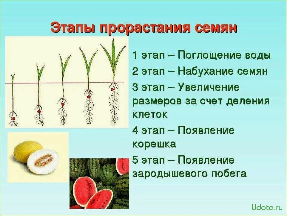 Прорастание семян фото Правильная последовательность прорастания семян