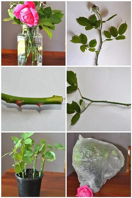 Прорастить розу из букета фото пошагово flowerpress: rose cuttings Talee di rosa, Idee di giardinaggio, Piante che cresc