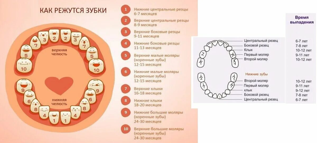 Прорезывание зубов у детей: когда начинают расти