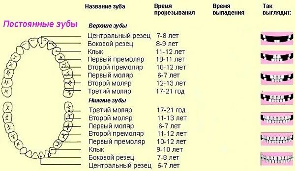 Прорезывание молочных зубов у детей фото Проблемы постоянного прикуса