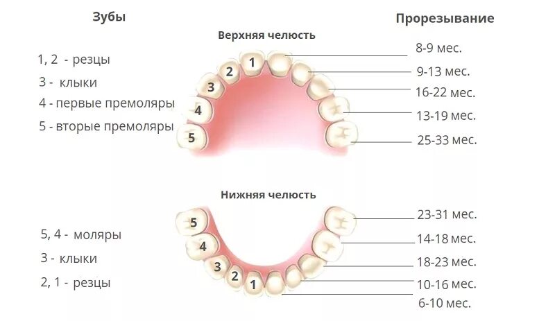 Прорезывание зубов мудрости фото десны Картинки ВТОРЫЕ КОРЕННЫЕ ЗУБЫ