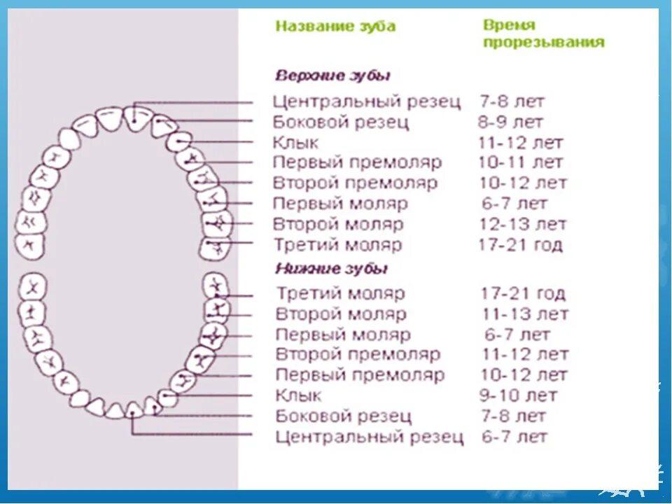 Прорезывание зубов схема фото Во сколько меняются нижние клыки у детей