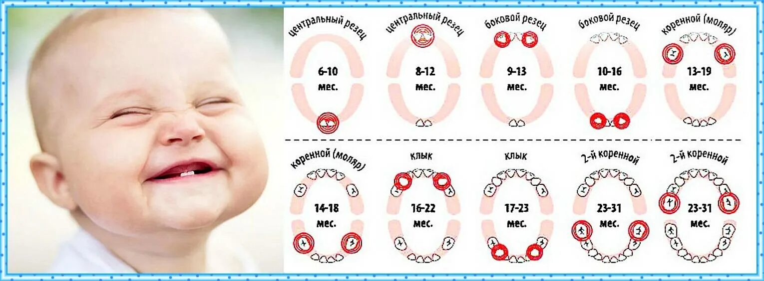 Прорезывание зубов схема фото В каком возрасте у ребенка режутся зубки