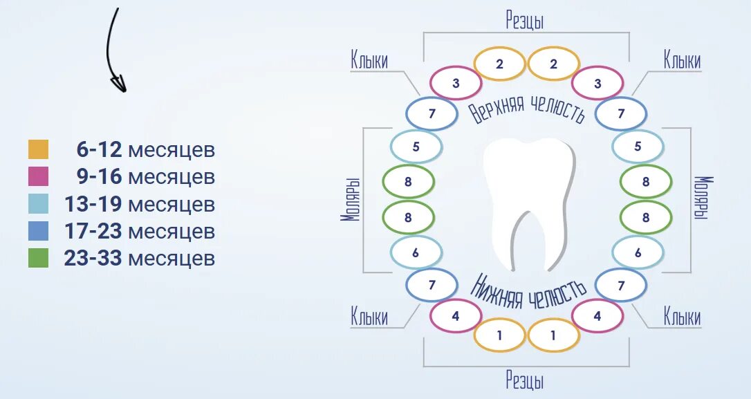 Прорезывание зубов схема фото Температура при прорезывании зубов