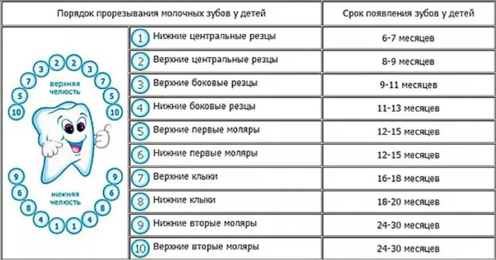 Прорезывание зубов в 4 месяца фото Со скольки лезут зубки