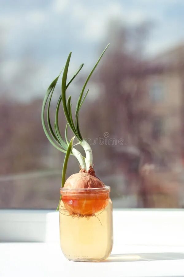 Пророщенный лук в стакане фото Sprouted Onion in Jar Water, on Window Sill, Against Background of Blurred House