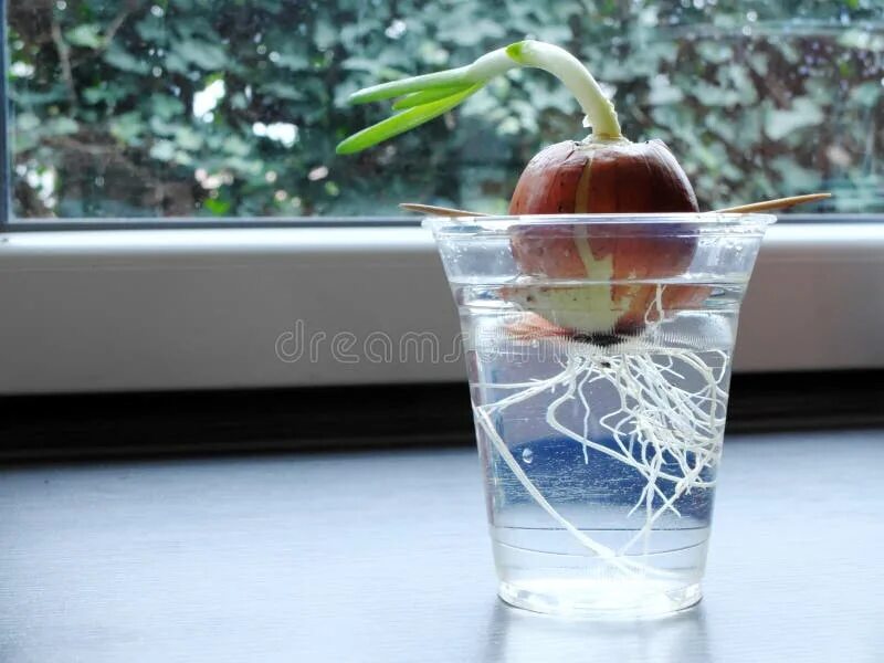 Пророщенный лук в стакане фото Glass Growing Out of a Head. Stock Photo - Image of humour, ecology: 39801150