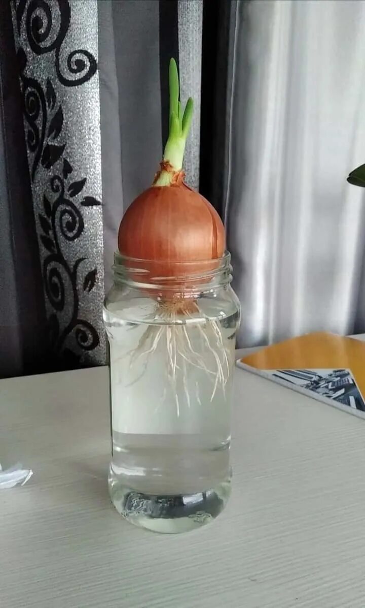 Пророщенный лук в стакане фото Grandma always put on the windowsill at least a blade of grass in a glass, at le