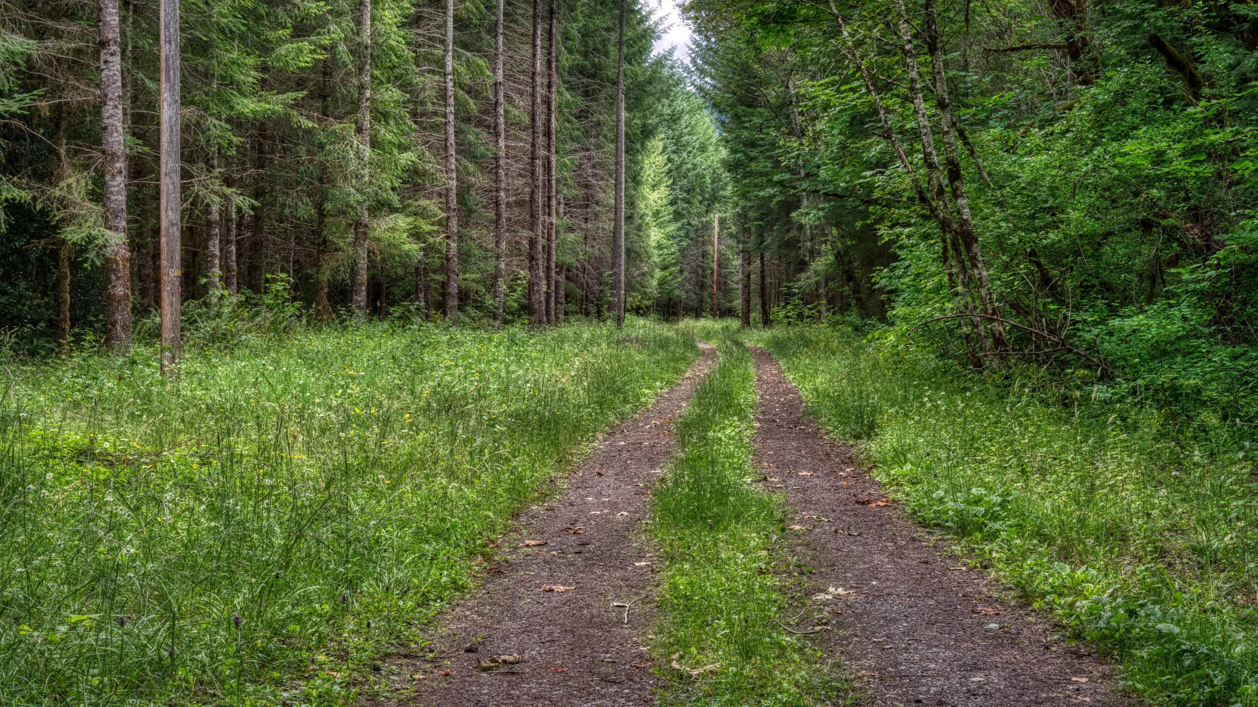 Просека в лесу фото Скачать обои дорога, лес, лето, раздел природа в разрешении 2560x1440