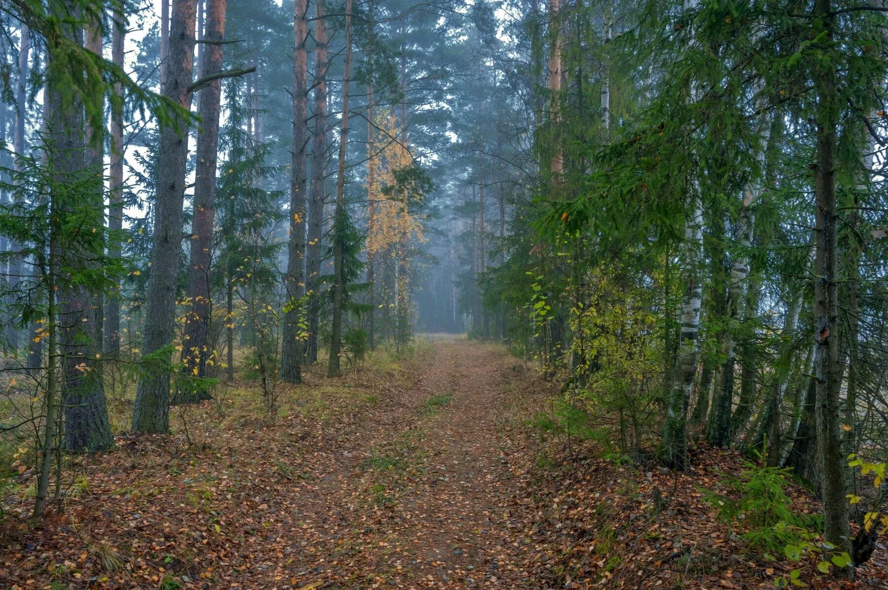 Просека в лесу фото По осенней просеке. Photographer Valeriy