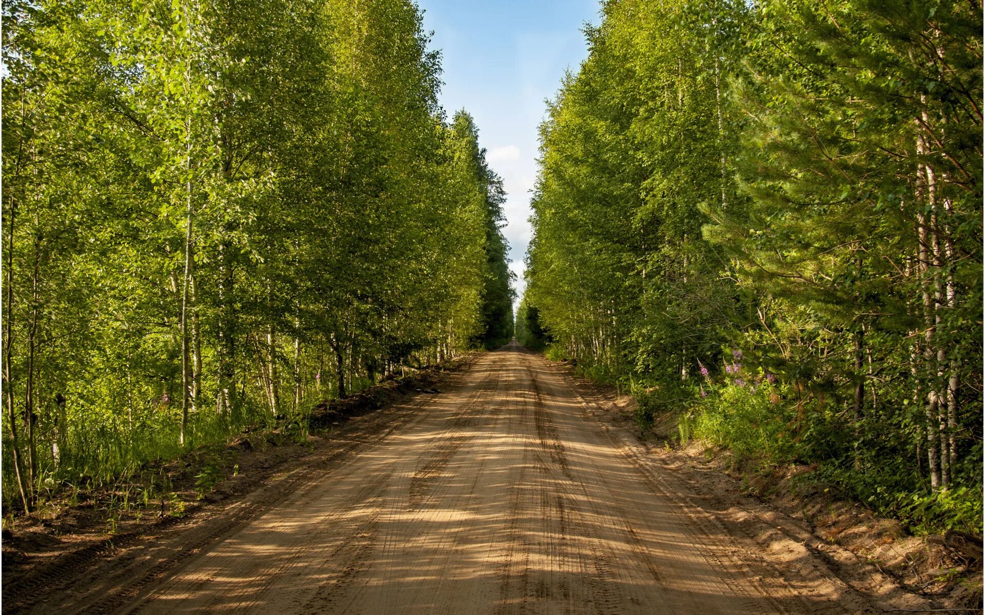 Фото: Просека. Александр Поляничев. Пейзаж. Фотосайт Расфокус.ру