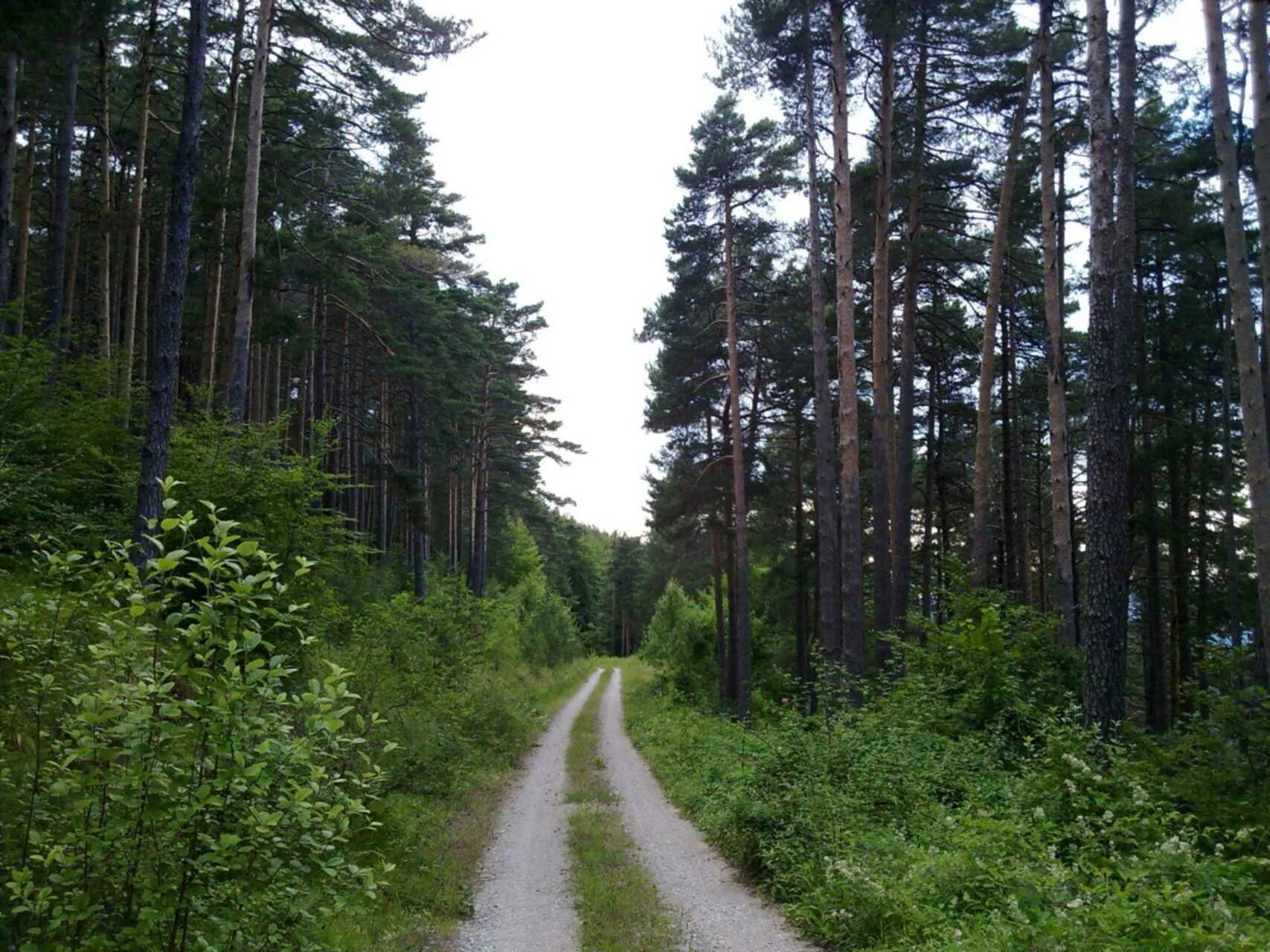 Просека в лесу фото Лесные (и не только) пейзажи : Охота за грибами