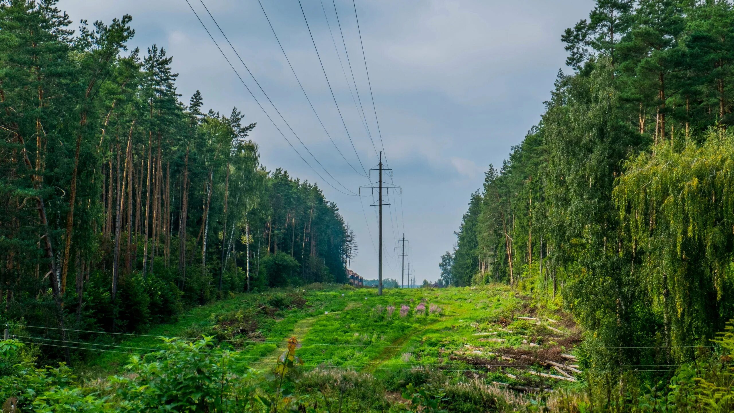 Просека в лесу фото Леса в тру: найдено 89 изображений